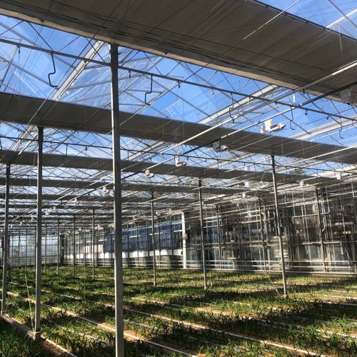 Barendse Freesia 2.jpg