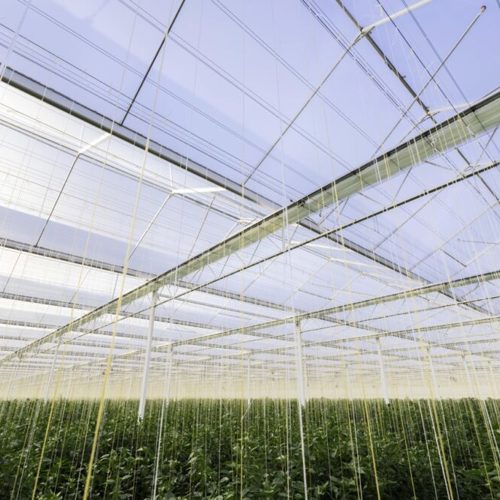 Cayaro Peppers 3.jpeg